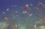 Baja05 - 478 * Colorful Damselfish wait with us as we float hoping for a sea lion encounter